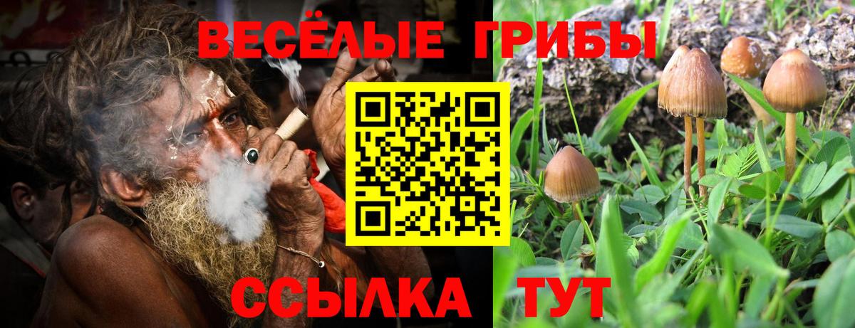 Псилоцибиновые грибы Psilocybe  Вход с VPN  Медногорск  Галлюциногенные грибы прущие грибы 